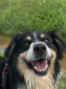 Ouagadougou : l’heure du jugement a sonné pour les chiens errants